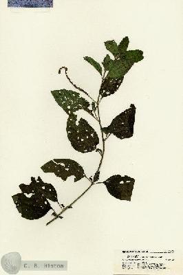 URN_catalog_HBHinton_herbarium_21424.jpg.jpg