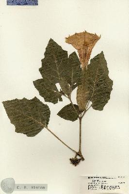 URN_catalog_HBHinton_herbarium_21447.jpg.jpg