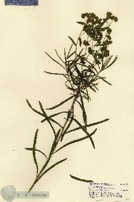 URN_catalog_HBHinton_herbarium_21451.jpg.jpg