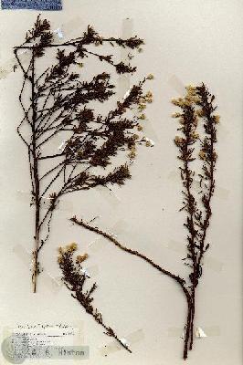 URN_catalog_HBHinton_herbarium_18962.jpg.jpg