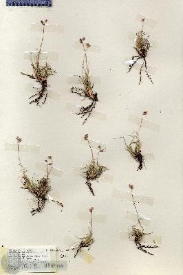 URN_catalog_HBHinton_herbarium_18964.jpg.jpg