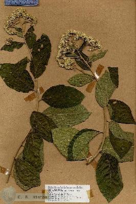 URN_catalog_HBHinton_herbarium_19010.jpg.jpg