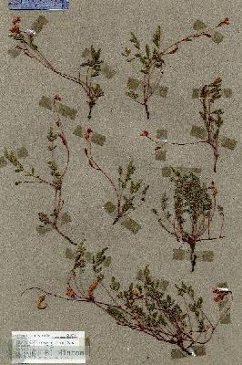 URN_catalog_HBHinton_herbarium_18987.jpg.jpg