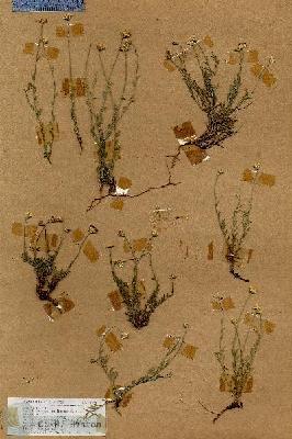 URN_catalog_HBHinton_herbarium_18990.jpg.jpg