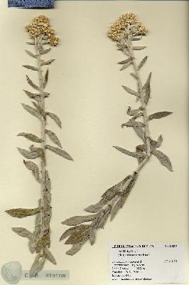 URN_catalog_HBHinton_herbarium_19019.jpg.jpg
