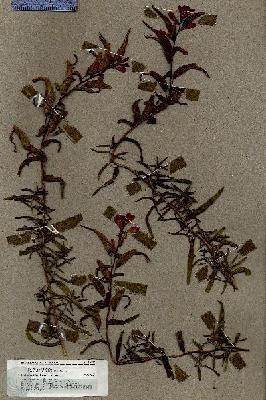 URN_catalog_HBHinton_herbarium_19020.jpg.jpg