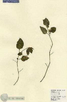 URN_catalog_HBHinton_herbarium_22659.jpg.jpg