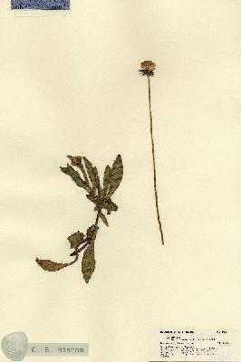 URN_catalog_HBHinton_herbarium_21566.jpg.jpg