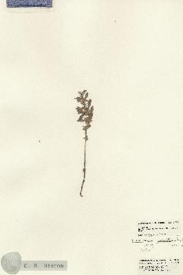 URN_catalog_HBHinton_herbarium_21634.jpg.jpg