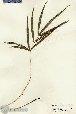 URN_catalog_HBHinton_herbarium_21638.jpg.jpg