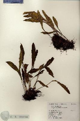 URN_catalog_HBHinton_herbarium_19107.jpg.jpg