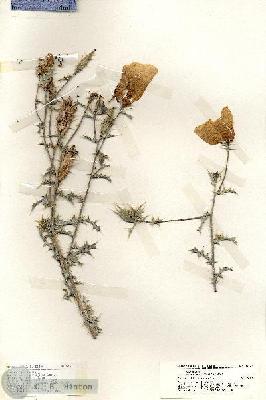 URN_catalog_HBHinton_herbarium_19157.jpg.jpg