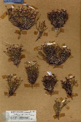 URN_catalog_HBHinton_herbarium_19130.jpg.jpg