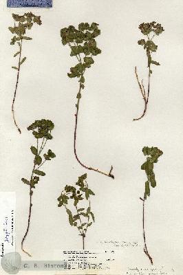 URN_catalog_HBHinton_herbarium_20274.jpg.jpg