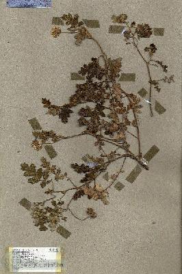 URN_catalog_HBHinton_herbarium_19140.jpg.jpg