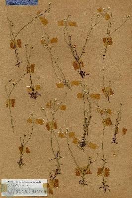 URN_catalog_HBHinton_herbarium_19146.jpg.jpg
