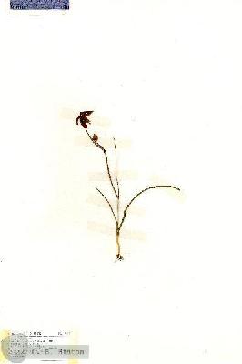 URN_catalog_HBHinton_herbarium_19172.jpg.jpg