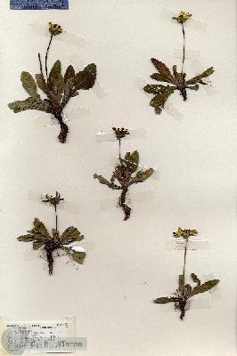 URN_catalog_HBHinton_herbarium_19198.jpg.jpg