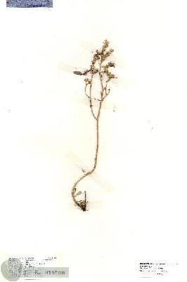 URN_catalog_HBHinton_herbarium_19215.jpg.jpg