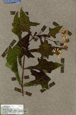 URN_catalog_HBHinton_herbarium_19263.jpg.jpg