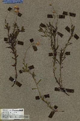 URN_catalog_HBHinton_herbarium_19245.jpg.jpg