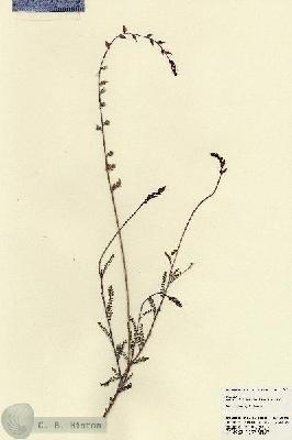 URN_catalog_HBHinton_herbarium_22696.jpg.jpg