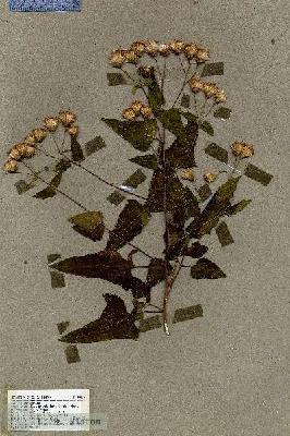 URN_catalog_HBHinton_herbarium_19268.jpg.jpg