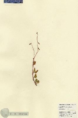 URN_catalog_HBHinton_herbarium_22703.jpg.jpg
