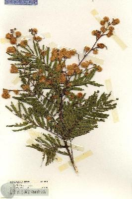 URN_catalog_HBHinton_herbarium_19273.jpg.jpg