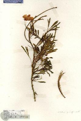 URN_catalog_HBHinton_herbarium_19276.jpg.jpg