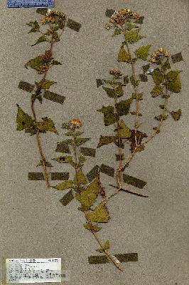 URN_catalog_HBHinton_herbarium_19278.jpg.jpg