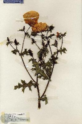 URN_catalog_HBHinton_herbarium_19290.jpg.jpg