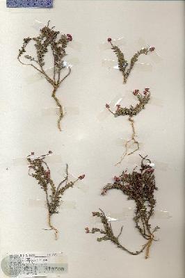 URN_catalog_HBHinton_herbarium_19291.jpg.jpg