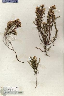 URN_catalog_HBHinton_herbarium_19313.jpg.jpg