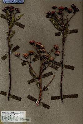 URN_catalog_HBHinton_herbarium_19321.jpg.jpg