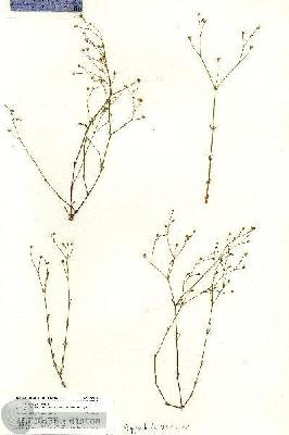 URN_catalog_HBHinton_herbarium_20383.jpg.jpg