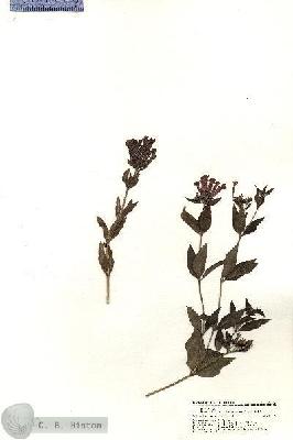 URN_catalog_HBHinton_herbarium_20387.jpg.jpg