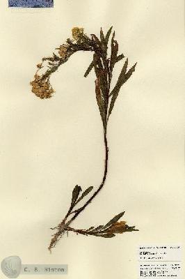 URN_catalog_HBHinton_herbarium_22721.jpg.jpg