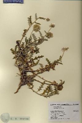 URN_catalog_HBHinton_herbarium_19341.jpg.jpg