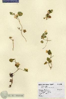 URN_catalog_HBHinton_herbarium_19348.jpg.jpg