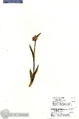 URN_catalog_HBHinton_herbarium_20297.jpg.jpg