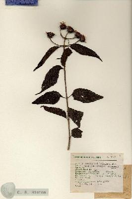 URN_catalog_HBHinton_herbarium_1937.jpg.jpg