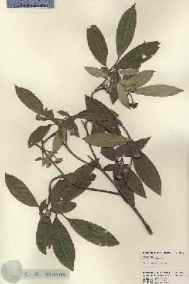 URN_catalog_HBHinton_herbarium_22742.jpg.jpg