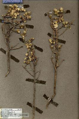 URN_catalog_HBHinton_herbarium_19419.jpg.jpg