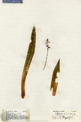 URN_catalog_HBHinton_herbarium_19431.jpg.jpg