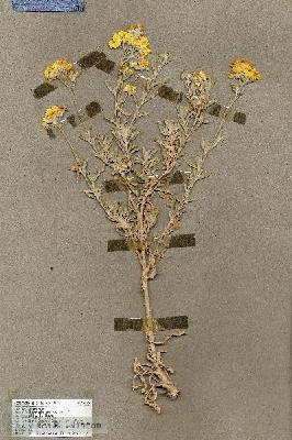 URN_catalog_HBHinton_herbarium_19476.jpg.jpg