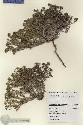 URN_catalog_HBHinton_herbarium_19445.jpg.jpg