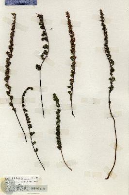 URN_catalog_HBHinton_herbarium_19453.jpg.jpg