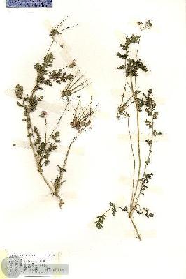 URN_catalog_HBHinton_herbarium_19484.jpg.jpg