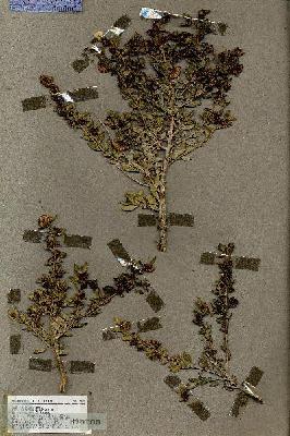 URN_catalog_HBHinton_herbarium_19495.jpg.jpg